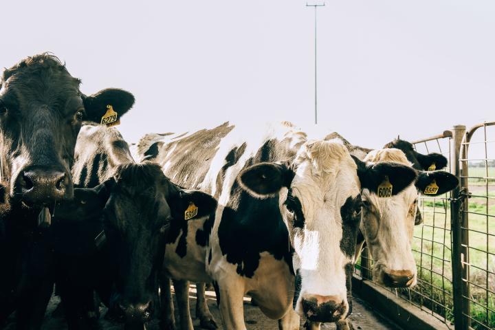 A group of cows in a pen