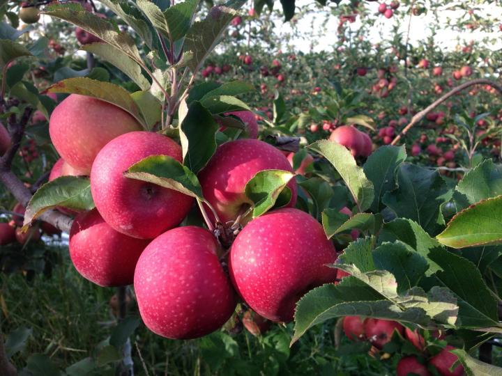 Sweet pink lady apples on the vine