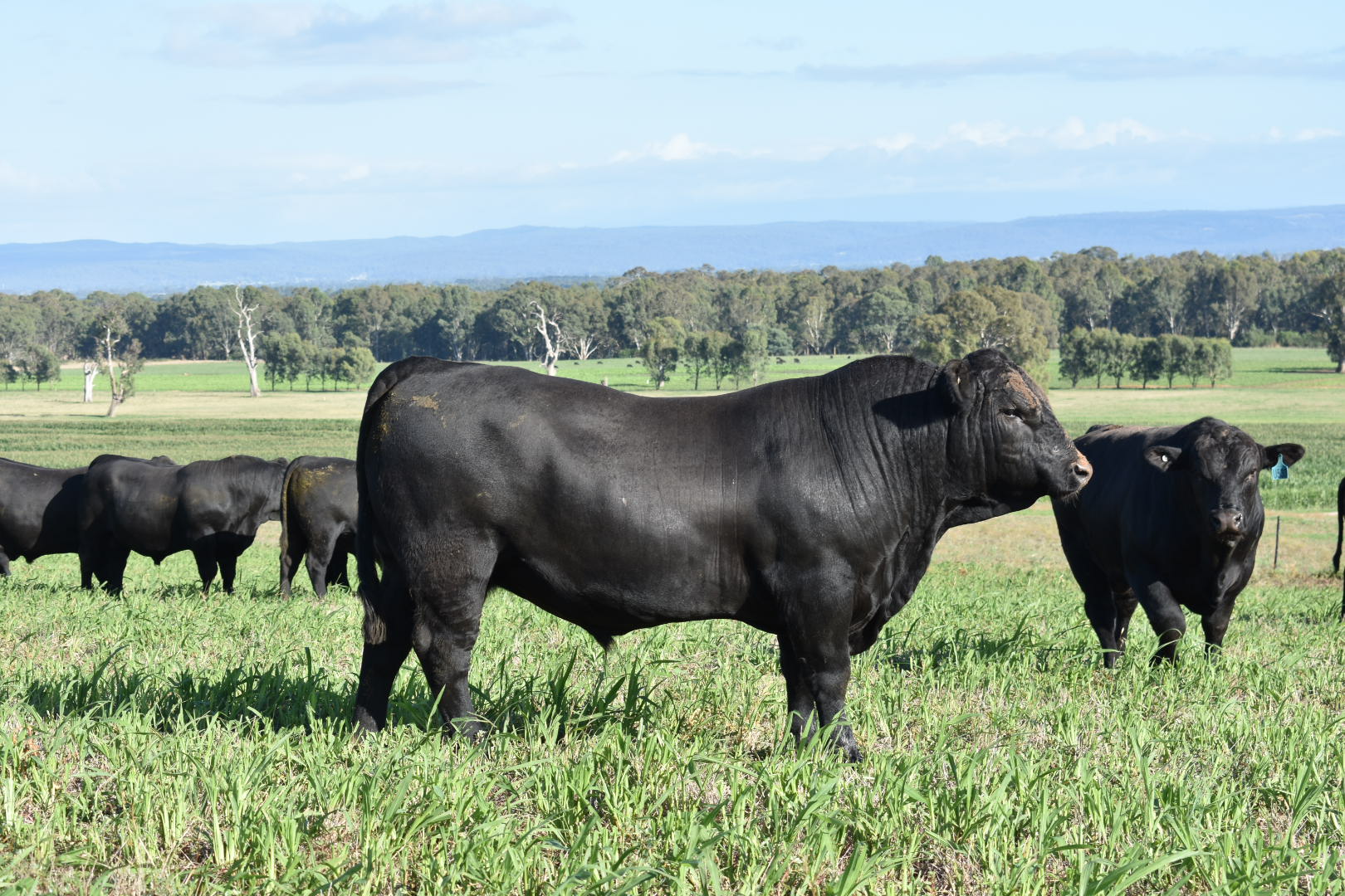 Cows in a paddock