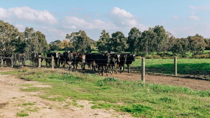 Dairy cows in the Macalister Irrigation District