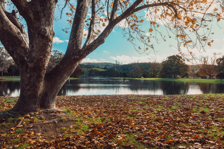 A large autumn tree and leafy grass in front of a body of water