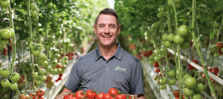 Smiling man standing in-between rows of tomato plants,  holding a box of tomatoes 