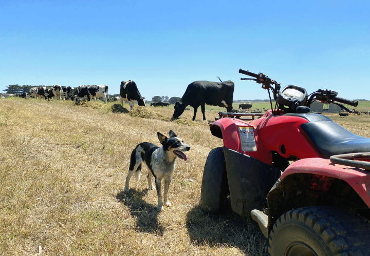 Dog on a farm in front of cows looking at a moterbike