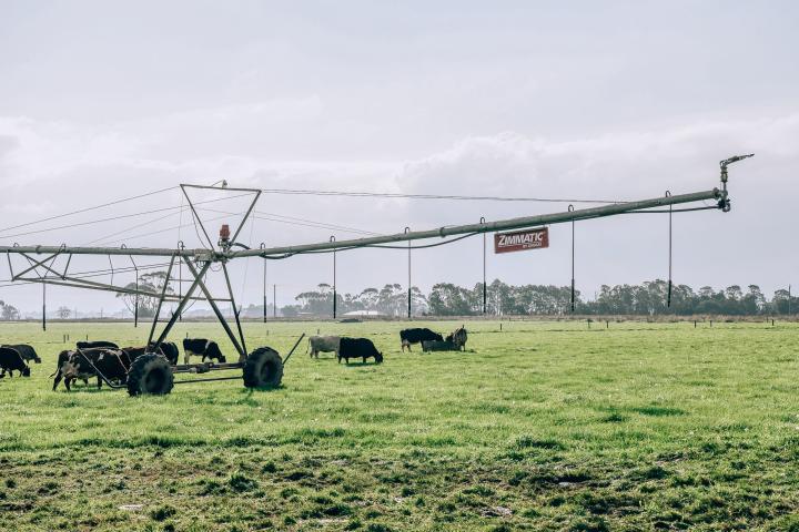 Irrigation infrastructure on a green pasture with cows in the background. 