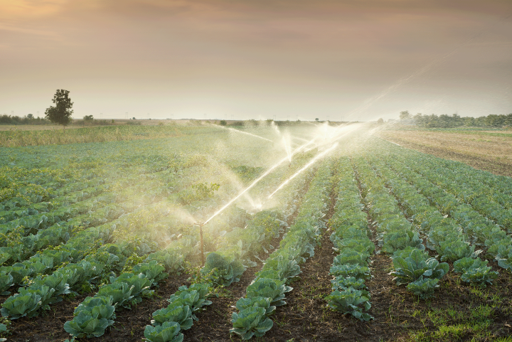 Rows of crops being irrigated