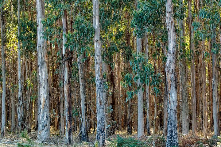A forest of planted trees