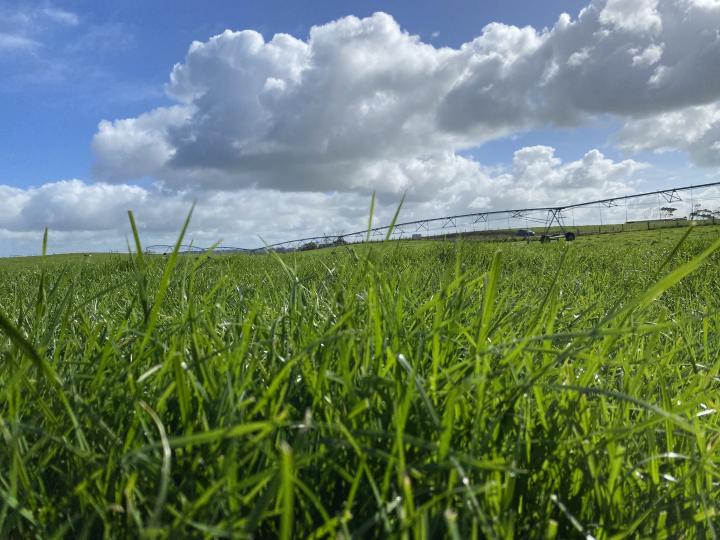 grass image