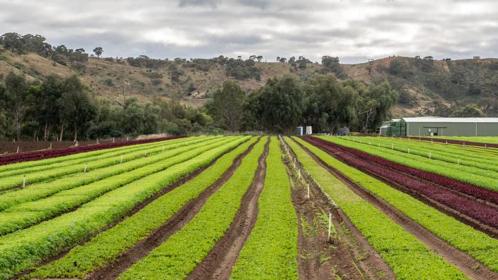 Rows of green crops leading away from the camera into a green hill