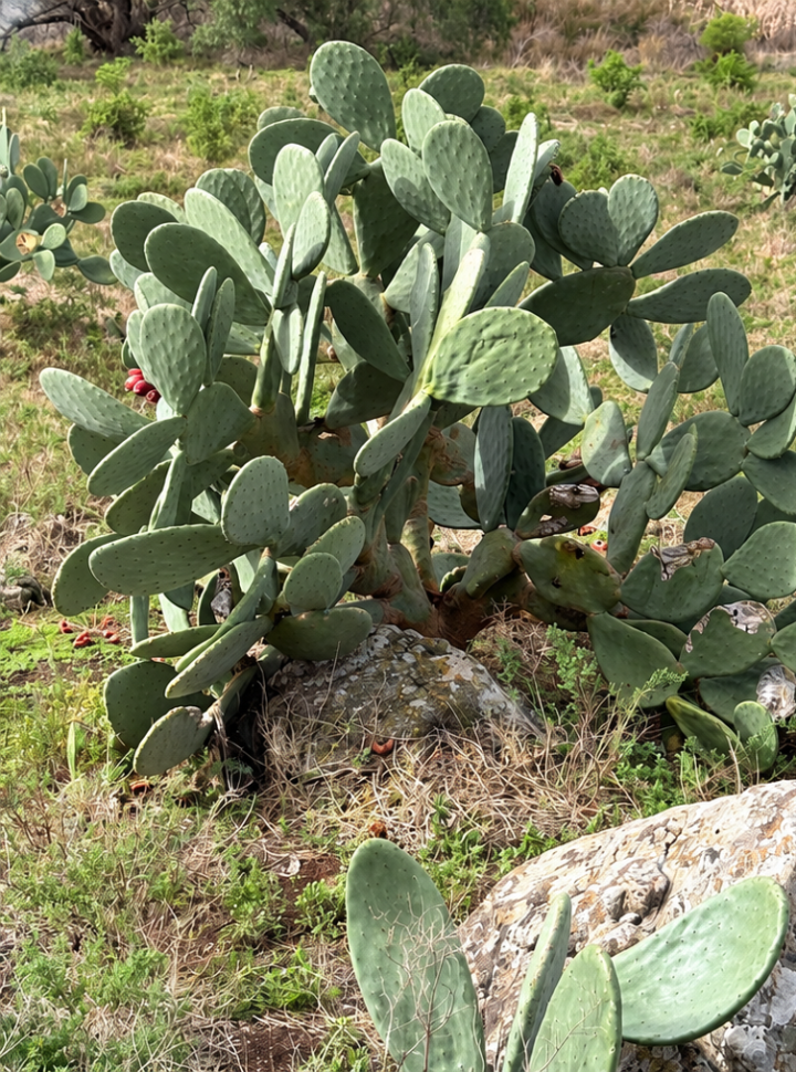 Prickly pear plant in grass