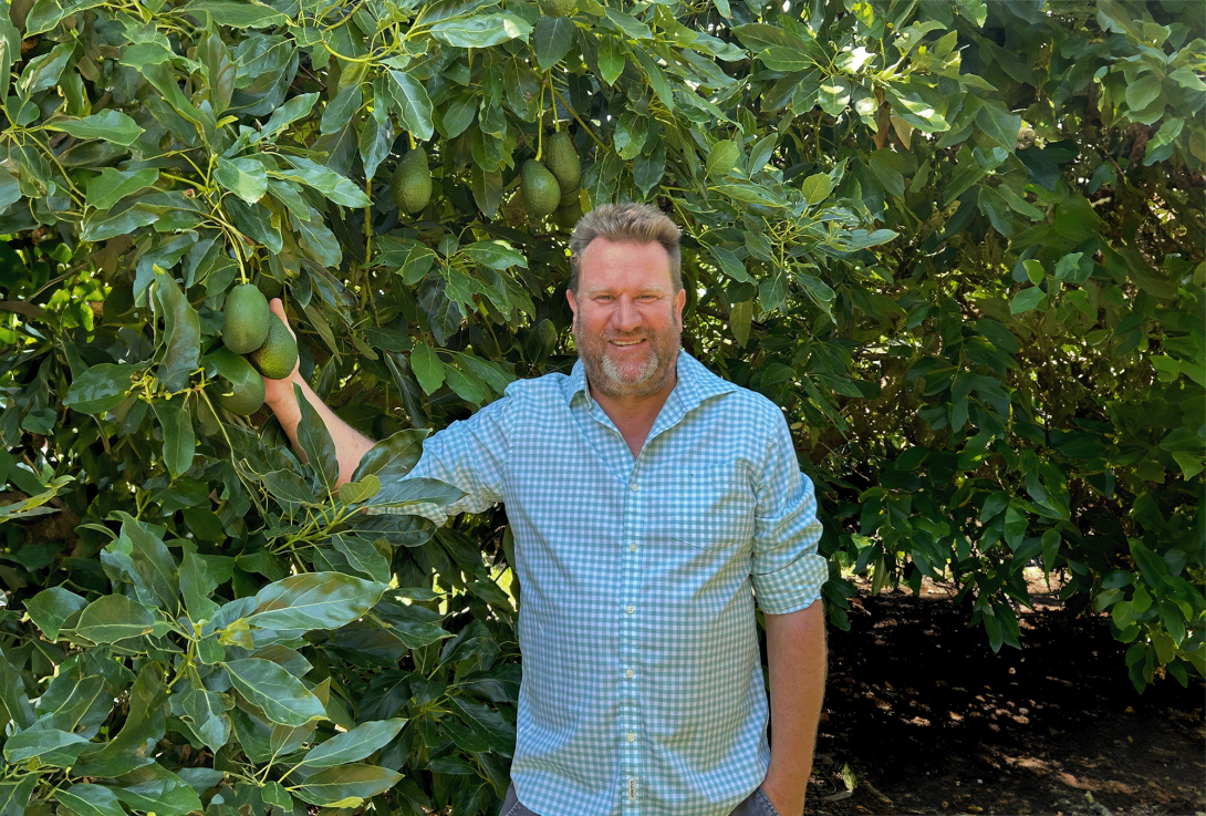 Man standing amongst avocado trees