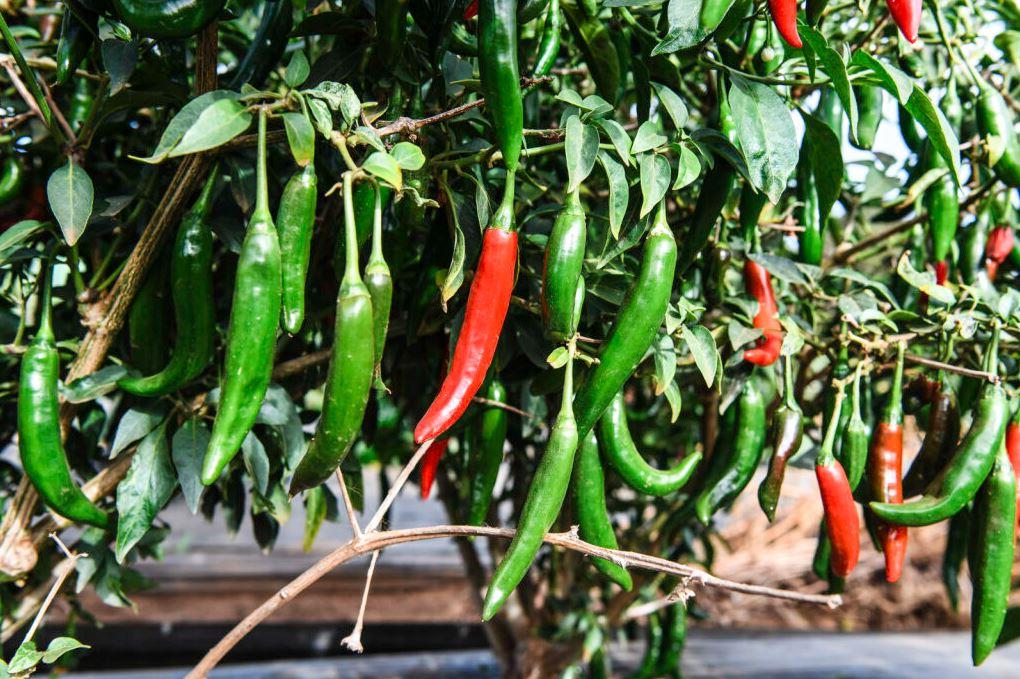 Chilli bush